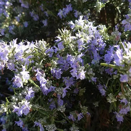 Maison La Tropezienne ... New • Fabulous 5* Luxe & Terrasse • 6p. Old Town * Antibes